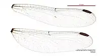 Female wings