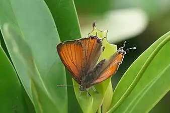 Dorsal view (male)