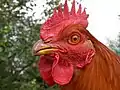 Brown rooster