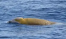 Ziphius cavirostris Cuvier's beaked whale