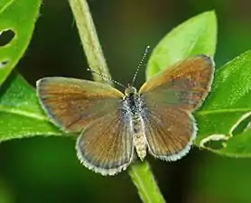 Dorsal view (female)