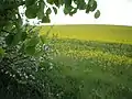 Meadow of yellow flowers leading into town