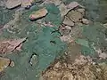 Top view of a group from an Ecuadorian tidepool