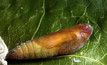 Pupa