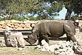 Rhinoceros