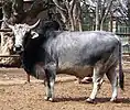 Zebu