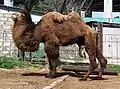 Bactrian camel