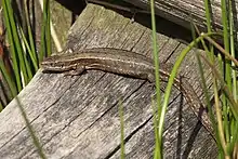 A lizard, Zootoca vivipara