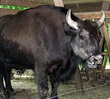 A żubroń in Białowieża National Park