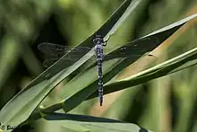 Zygonyx torridus from Fujairah, United Arab Emirates