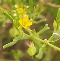 Flower of Roepera eremaea from Australia.