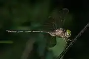 Male side view