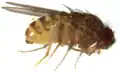 Drosophila mercatorum male