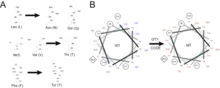 The QTY code and how it replaces L, V, I, and F with Q, T, and Y. (A) Crystallographic electronic density maps of the following amino acids: leucine (L), asparagine (N), glutamine (Q), isoleucine (I), valine (V), threonine (T), phenylalanine (F), and tyrosine (Y).