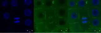Green signal from anti-tubulin antibody conjugated with Alexa Fluor 488) and nuclei (blue signal from DNA stained with DAPI) in root meristem cells 4-day-old Arabidopsis thaliana (Col-0). Scale bar: 5 um.