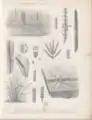 Illustration of fossil flora from the Loire basin, in "Flore carbonifère du département de la Loire et du Centre de la France".