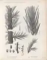 Illustration of fossil flora from the Loire basin, in "Flore carbonifère du département de la Loire et du Centre de la France".