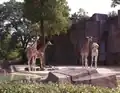 Giraffe exhibit