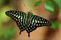 Graphium agamemnon