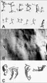 Rock art from other sites from comparison. 'c' is located ca. 1500 km from L.Santo.