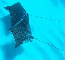 Two Eagle Rays swim above their shadows inside Cobblers Reef