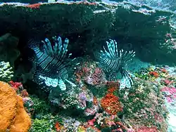 These two Lion Fish were spotted at 28 m down the Fathom in December 2013 below the GAIA and rapidly destroyed by Korey. 2 more alien invaders a few metres away rapidly followed suit. Probably a losing battle.