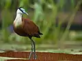 African Jacana
