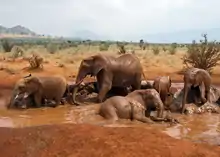 African Bush Elephant mud bath