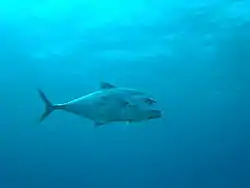 The diver was performing his mandatory decompression stops at 6 m off the Grantley Adams Airport when this metre-long African Pompano casually swam by.