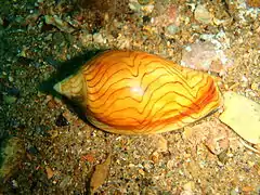 Wavy volute Amoria undulata