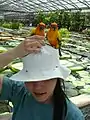 Parakeets may perch on your head.