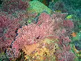 Articulated coralline algal turf