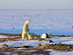 A polar bear standing on his hind legs