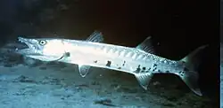 Large solitary Baraccudas can often be seen swimming inside Cobblers Reef not far from the swimming beaches.