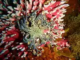 Basket star on noble coral