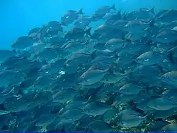 Bermuda Chubs are a completely different species. This shoal often congregates in the turbulent and turbid waters at the top of Inner Cobblers Reef.