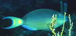 Adult male Stoplight Parrotfish, known locally as Parrot Chubs, are regularly seen on both reefs.