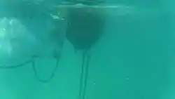 Boom and Chain under water