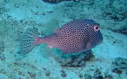 This Box Fish was caught by flash just inside Cobblers Reef.