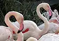 Greater flamingos (Phoenicopterus roseus)