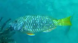 Other juvenile or female stoplight Parrot Fish are known in Barbados as "Brown Chubs"