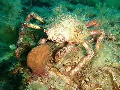 Crab Leptomithrax gaimardii