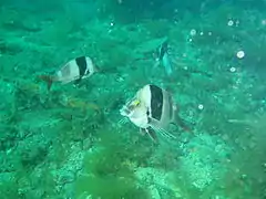 Magpie perch Cheilodctylus nigripes