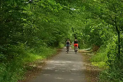 A canopy of trees over a well-surfaced, wide shared-use path with cyclists travelling along it - The Alban Way (Cottonmill to Hatfield Galleria)