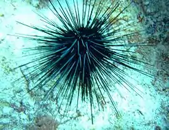 Photo of a Cobbler or black Sea Urchin