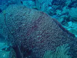 Note the sprig of Fire Coral colonising this established Barrel Sponge.