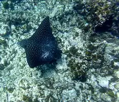 Cobblers Reef Eagle Rays are spectacular. Although truly wild like the Reef, they appear tame and friendly.