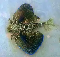 Flying Gurnards are often seen on the sand inside the Inner Reef.