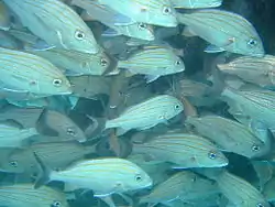 It is hard to see how these Grunts living in a cave on the Outside of the Inner Reef can move.