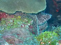 Moray Eels are known locally as Congers, the name the early settlers used for the familiar cold water marine eels.